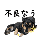 使える愛犬日常スタンプぅぅう（個別スタンプ：20）