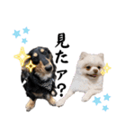 使える愛犬日常スタンプぅぅう（個別スタンプ：21）