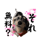 使える愛犬日常スタンプぅぅう（個別スタンプ：22）