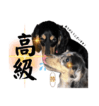 使える愛犬日常スタンプぅぅう（個別スタンプ：23）