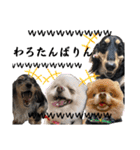 使える愛犬日常スタンプぅぅう（個別スタンプ：24）