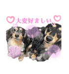 使える愛犬日常スタンプぅぅう（個別スタンプ：27）