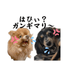 使える愛犬日常スタンプぅぅう（個別スタンプ：28）