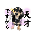 使える愛犬日常スタンプぅぅう（個別スタンプ：33）