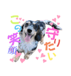 使える愛犬日常スタンプぅぅう（個別スタンプ：35）
