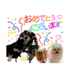 使える愛犬日常スタンプぅぅう（個別スタンプ：36）