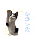 子猫の源ヱ門2（個別スタンプ：2）