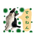 子猫の源ヱ門2（個別スタンプ：8）