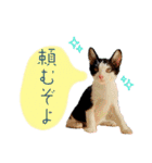 子猫の源ヱ門2（個別スタンプ：21）