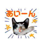 子猫の源ヱ門2（個別スタンプ：22）