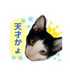 子猫の源ヱ門2（個別スタンプ：27）