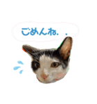 子猫の源ヱ門2（個別スタンプ：32）