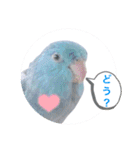 マメルリハ達24（個別スタンプ：1）