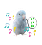 マメルリハ達24（個別スタンプ：2）