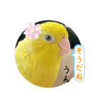 マメルリハ達24（個別スタンプ：3）