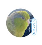 マメルリハ達24（個別スタンプ：4）