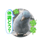 マメルリハ達24（個別スタンプ：6）
