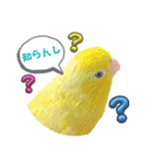 マメルリハ達24（個別スタンプ：7）