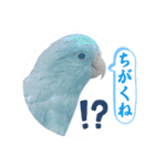 マメルリハ達24（個別スタンプ：10）