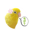 マメルリハ達24（個別スタンプ：11）