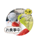 マメルリハ達24（個別スタンプ：12）