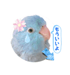 マメルリハ達24（個別スタンプ：13）