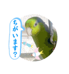 マメルリハ達24（個別スタンプ：16）