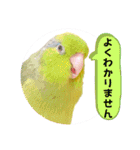 マメルリハ達24（個別スタンプ：20）