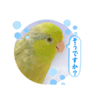マメルリハ達24（個別スタンプ：24）