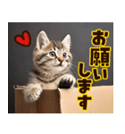 ❤ねこ写真❤ポップで見やすい日常会話（個別スタンプ：5）