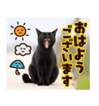 ❤ねこ写真❤ポップで見やすい日常会話（個別スタンプ：37）