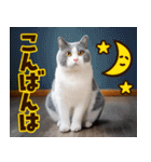 ❤ねこ写真❤ポップで見やすい日常会話（個別スタンプ：39）