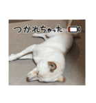 白柴 豆柴 ハル (ᐡ.  ̫ .ᐡ ) 番外編（個別スタンプ：2）