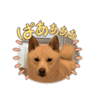 白柴 豆柴 ハル (ᐡ.  ̫ .ᐡ ) 番外編（個別スタンプ：4）