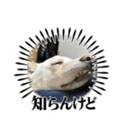 白柴 豆柴 ハル (ᐡ.  ̫ .ᐡ ) 番外編（個別スタンプ：5）