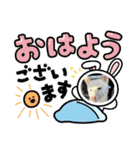 白柴 豆柴 ハル (ᐡ.  ̫ .ᐡ ) 番外編（個別スタンプ：6）