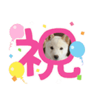 白柴 豆柴 ハル (ᐡ.  ̫ .ᐡ ) 番外編（個別スタンプ：7）