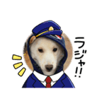 白柴 豆柴 ハル (ᐡ.  ̫ .ᐡ ) 番外編（個別スタンプ：8）