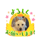 白柴 豆柴 ハル (ᐡ.  ̫ .ᐡ ) 番外編（個別スタンプ：12）