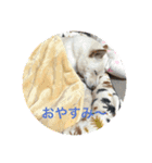白柴 豆柴 ハル (ᐡ.  ̫ .ᐡ ) 番外編（個別スタンプ：15）