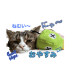 猫ちゃんとお友達仲睦まじい姿スタンプ達（個別スタンプ：2）