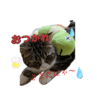 猫ちゃんとお友達仲睦まじい姿スタンプ達（個別スタンプ：4）