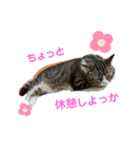 猫ちゃんとお友達仲睦まじい姿スタンプ達（個別スタンプ：6）