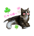 猫ちゃんとお友達仲睦まじい姿スタンプ達（個別スタンプ：7）