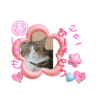猫ちゃんとお友達仲睦まじい姿スタンプ達（個別スタンプ：8）