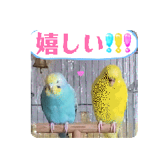 [LINEスタンプ] セキセイインコ黄色青色遊ぼ愛してる嬉お疲の画像（メイン）