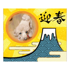 [LINEスタンプ] まこもとプードルと柴犬とウーパールーパー