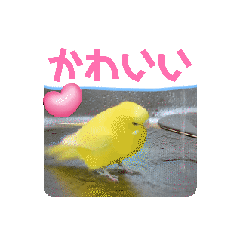 [LINEスタンプ] 了解いいねありがとう黄色青セキセイインコ