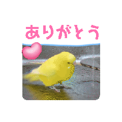 [LINEスタンプ] 全部ありがとう多国黄色青色セキセイインコ