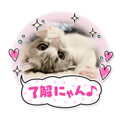 [LINEスタンプ] 子猫のポノくんLINEスタンプ